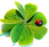 Gelukspakketten Latasteschool 🍀